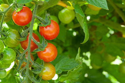 seedito tomato Seed(75 per packet)