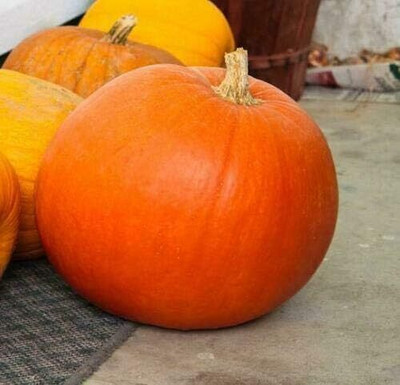 KNESSiN Pumpkin Big Max Seed(400 per packet)