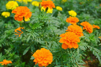 Plantzone marigold/gende ka phool flower seeds Seed(25 per packet)