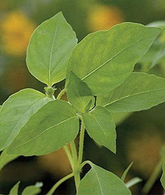 WILLVINE XLR-36 Heirloom Lemon Basil Seeds Seed(1000 per packet)