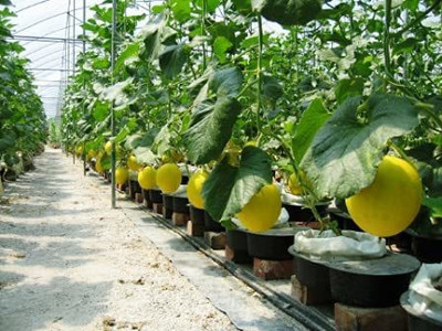 CYBEXIS ATS-16 - Hybrid Muskmelon F1 Hybrid Golden Sun - (1350 Seeds) Seed(1350 per packet)