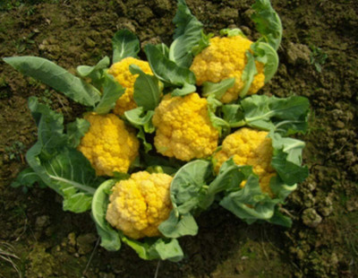 KNESSiN Golden Cauliflower Seed(200 per packet)