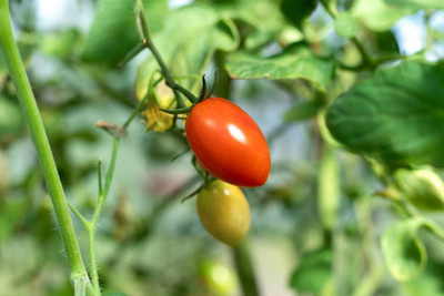 True Elements tomato Seed(150 per packet)