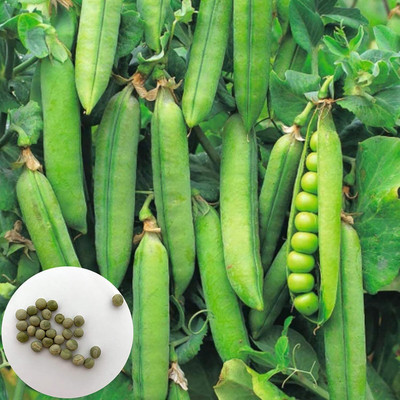 KNESSiN IHS-88 Premium Pea Seed(100 per packet)