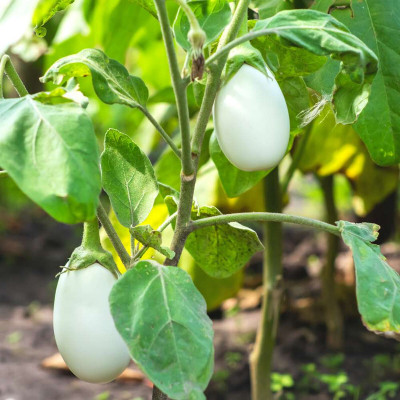 Arshiayat Brinjal Seeds Hybrid Seed(400 per packet)