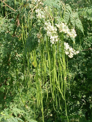 dpays Moringa Seed(55 per packet)