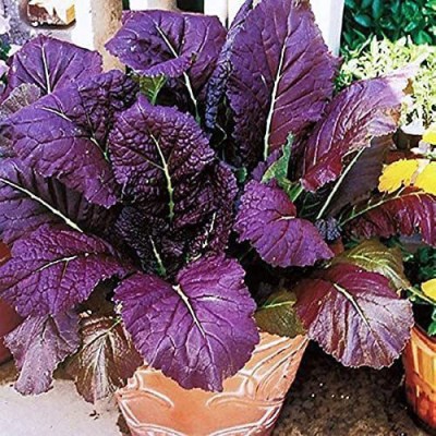 CYBEXIS VXI-2 - Red Giant Mustard Green - (750 Seeds) Seed(750 per packet)