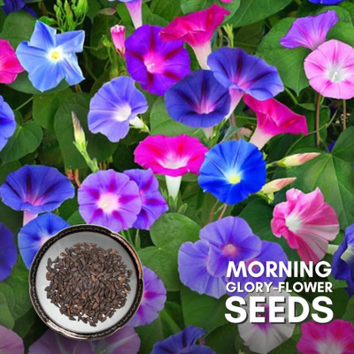 DEYS AGRO ™ morning glory flower seeds,double figaro mix Seed(24 per packet)