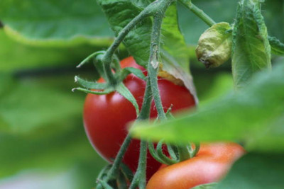 Kishori Creation tomato Seed(125 per packet)