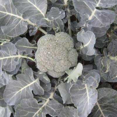 CYBEXIS Good Germination Calabrese - Ironman Broccoli2000 Seeds Seed(2000 per packet)