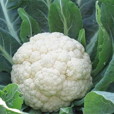 KNESSiN Cauliflower Seed(1250 per packet)