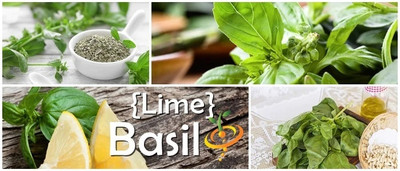 Qualtivate LXI-29 Lime Basil Seeds Seed(1000 per packet)