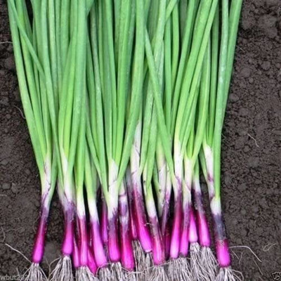 CYBEXIS KGF -54 - RED BUNCHING - Apache ONION - (4500 Seeds) Seed(4500 per packet)