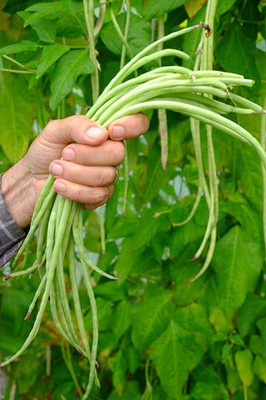 SEMINA VITA ™ Yard long Bean/Barbati Seeds for Planting, High Yield Seed Seed(37 per packet)