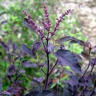 TRICONE Krishna Tulsi Seed(1000 per packet)