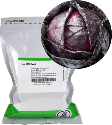 WILLVINE GBPUT -V Red Acre Cabbage Seeds [2.5g] Seed(750 per packet)