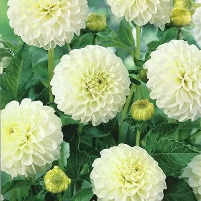 MAA Zinna Seed(14 per packet)