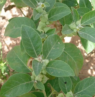 wequality organic ashwagandha seeds/chia seeds ashwagandha For plant Seed(70 per packet)