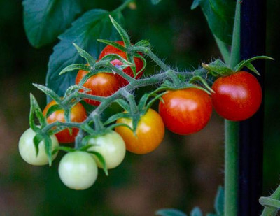 ENINE tomato Seed(100 per packet)