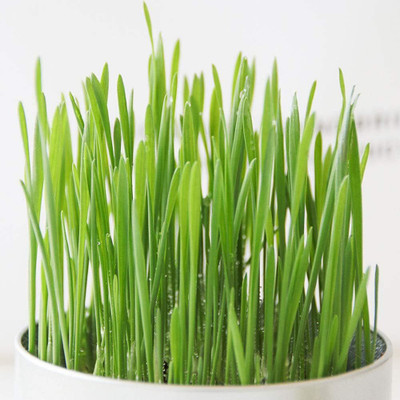 WILLVINE Wheat Grass Seed - CAT Grass - Sprouting - JUICING -[2500 Seeds] Seed(2500 per packet)