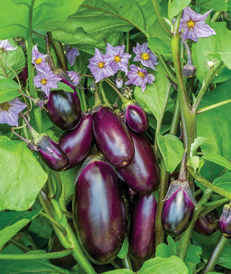 KNESSiN Patio Baby Brinjal Seeds-[10gm] Seed(2000 per packet)