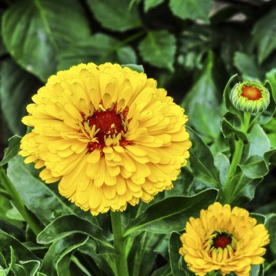 Quentova Calendula Scotch Marigold Flower-PALLAV-5I Seed(50 per packet)