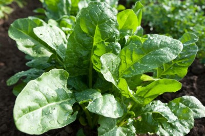 MYLAWN High Quality Spinach Palak Vegetables Seed(1000 per packet)