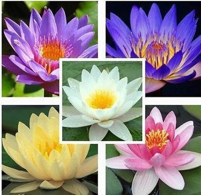 CRGO LOTUS , KAMAL Seed(35 per packet)