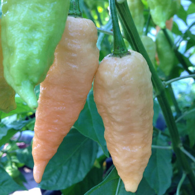 Qualtivate PUA-2A Bhut Jolokia (Multi) Chilli Seed(300 per packet)