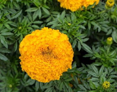 Farmonix marigold/gende ka phool flower seeds Seed(50 per packet)