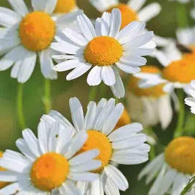 CYBEXIS LX-30 - Roman Chamomile - (250 Seeds) Seed(250 per packet)
