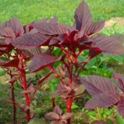 Qualtivate PUAS-600 Kerala Red Amaranthus Spinach Seed(500 per packet)