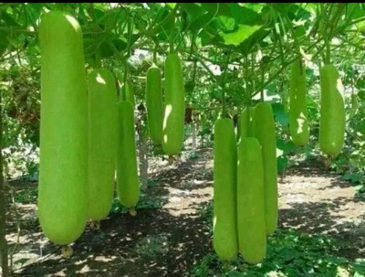 Mahak Stors 10g hybrid bottle gourd seeds Highest yield variety early fruiting Seed(1 per packet)