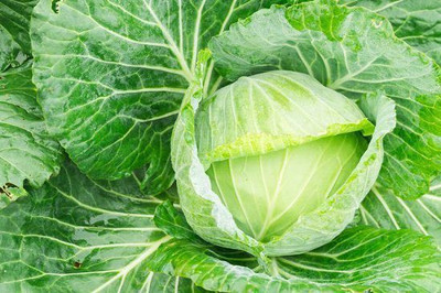 CYBEXIS Golden Acre Cabbage500 Seeds Seed(500 per packet)