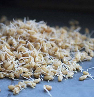 CYBEXIS WHEAT - HARD WHITE700 Seeds Seed(700 per packet)