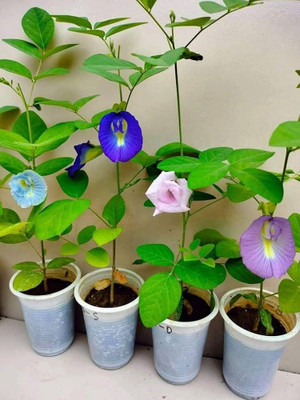 Seedsilk Double Petal Aparajita seeds/Aprajita Shankhpushpi Hybrid Butterfly Pea Seed(42 per packet)