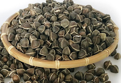 CYBEXIS PUAS-94 - Drumstick (Sahjan ki Phalli) - (150 Seeds) Seed(150 per packet)