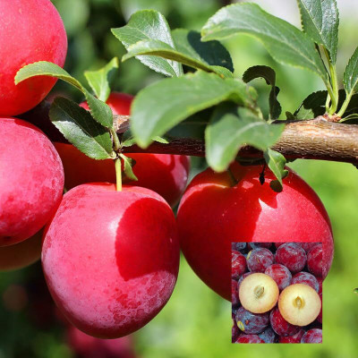 Aywal Allo Bukhara Seed(10 per packet)