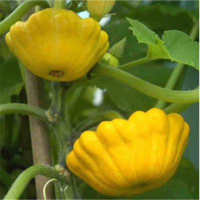 CYBEXIS Melon Pumpkin Seeds 100 Seeds Seed(100 per packet)