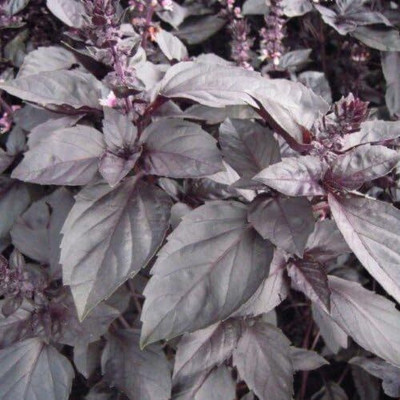 Qualtivate GBPUT-60 Dark Opal Basil(Ocimum basilicum) Seed(1000 per packet)