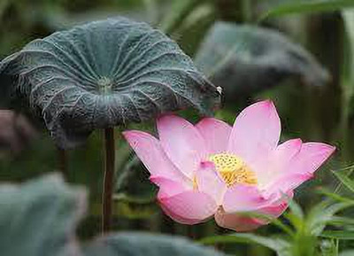 CARIBBEAN LOTUS SEEDS Seed(7 per packet)