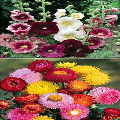 Aywal Hollyhock & Chrysanthemum Flower Seed(20 per packet)