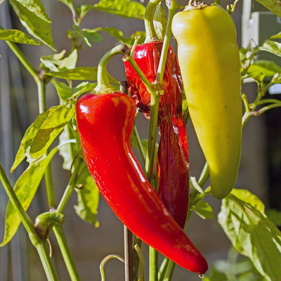 CYBEXIS F1 Hybrid Hot Banana Pepper Chilli Seeds Non-GMO1200 Seeds Seed(1200 per packet)