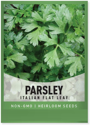CYBEXIS HUA-48 - Parsley Dark Green Italian - (2250 Seeds) Seed(2250 per packet)