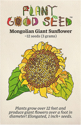 CYBEXIS XL-12 - Mongolian Giant Sunflower - (1350 Seeds) Seed(1350 per packet)