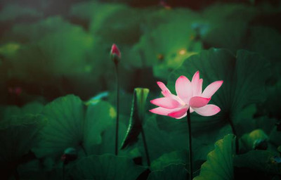 Hybrid Galaxy lotus,kamal gatta Seed(10 per packet)