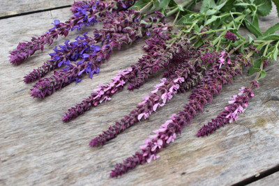CYBEXIS PUAS-26 - Sage (Salvia Officinalis) - (1350 Seeds) Seed(1350 per packet)