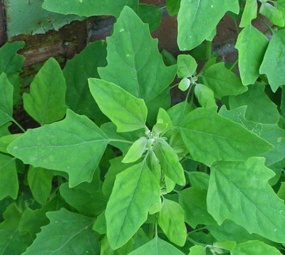 Farmonix Chenopodium ( Bathua ) Seed(300 per packet)