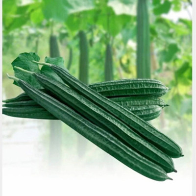 SeeGreen hybrid ridge Gourd Seeds 5 pcs per packet Seed(5 per packet)
