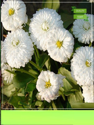 CYBEXIS VXI-2 - Daisy- White Flower - (60 Seeds) Seed(60 per packet)